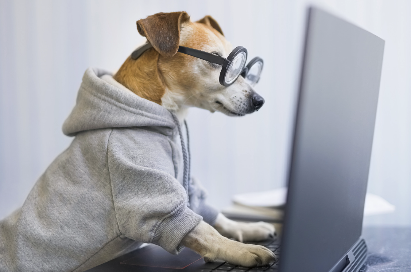 Dog wearing glasses at computer