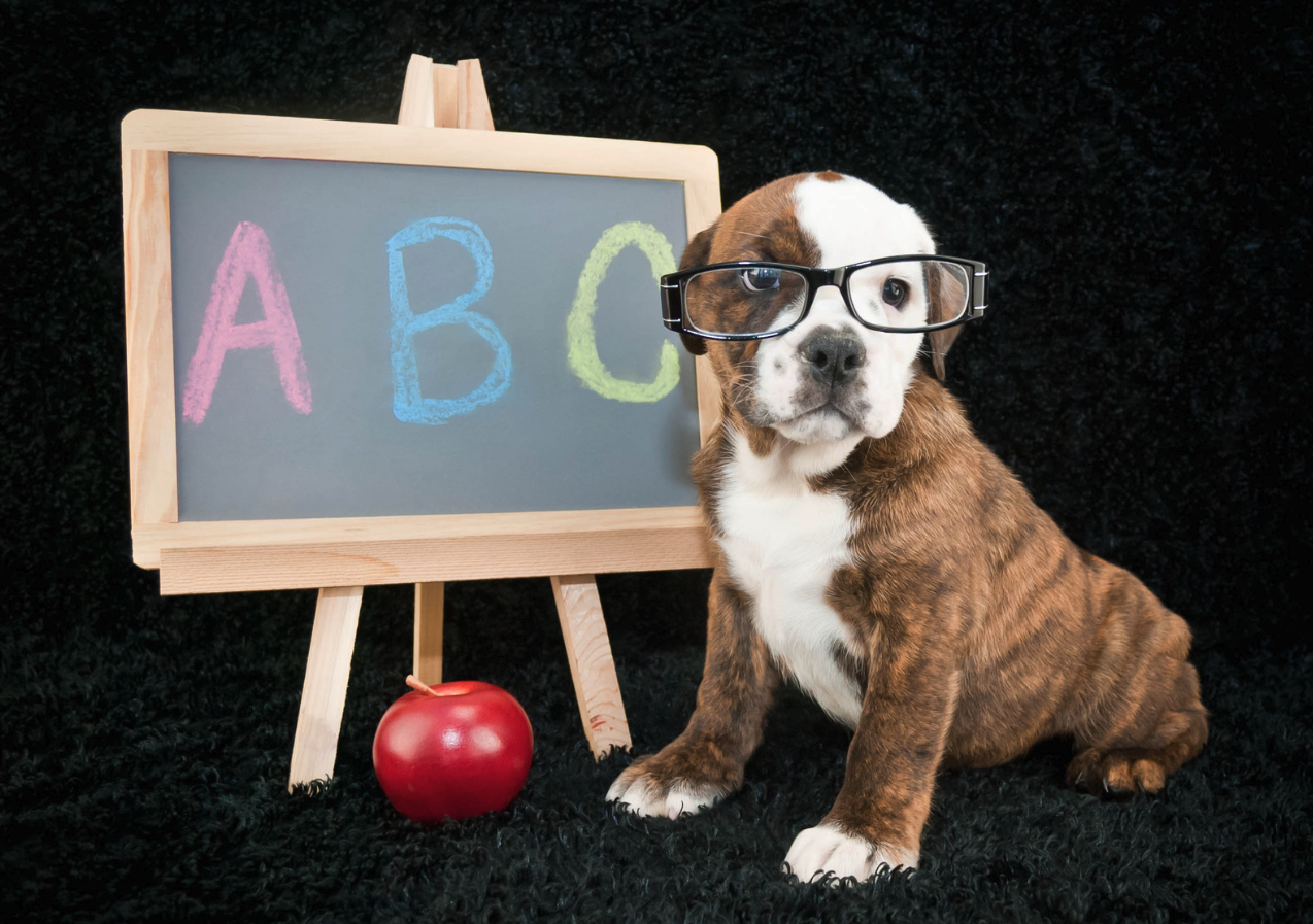 Puppy preschool class